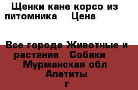 Щенки кане корсо из  питомника! › Цена ­ 65 000 - Все города Животные и растения » Собаки   . Мурманская обл.,Апатиты г.